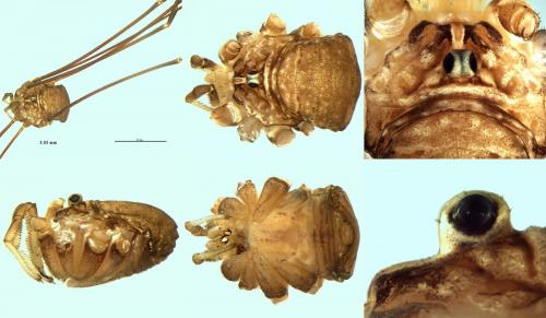 Réf. 243 397 : Nelima ponticoides